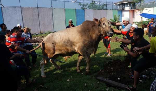 Mengamuk saat Hendak Disembelih, Sapi Kurban Tendang Penjagalnya