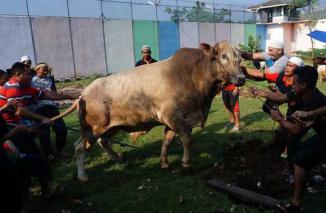 Mengamuk saat Hendak Disembelih, Sapi Kurban Tendang Penjagalnya