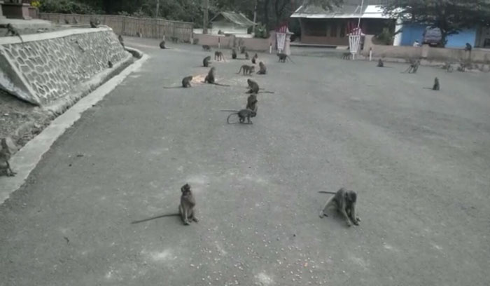 Buntut Penutupan Kawasan Wisata Gunung Galunggung, Ratusan Monyet Jarah Warung Pedagang