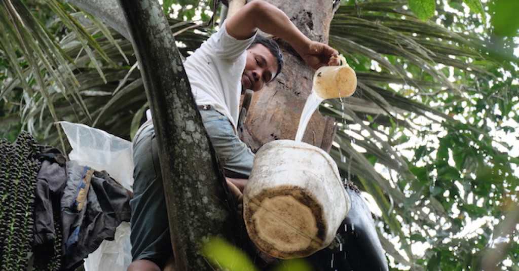 Sensasi Menyegarkan Ballo' Toraya, Tuak Khas Tana Toraja