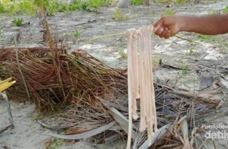 Cacing Laut, Kudapan Khas dari Raja Ampat