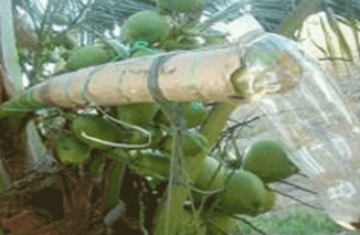 Legen Nira Kelapa, yang Menyegarkan Namun Jarang Dijumpa