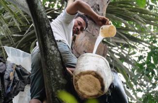 Sensasi Menyegarkan Ballo' Toraya, Tuak Khas Tana Toraja