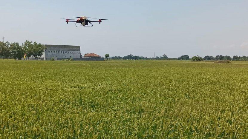 Baru Keren! Petani Indramayu Semprot Hama Pakai Drone