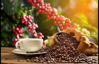 Harap Dikurangi, 6 Jenis Kopi Ini Miliki Kadar Kafein Tinggi