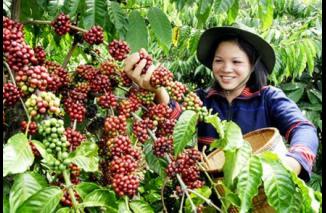 Guys, Anda Perlu Tahu, 7 Jenis Kopi Lokal Asli Indonesia yang Mendunia