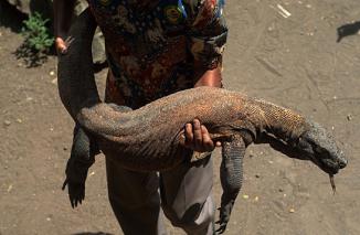 Kepunahan Komodo di Depan Mata!