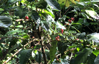 Anda Penggemar Kopi? Wajib Tahu Daerah Penghasil Kopi Terbaik di Indonesia
