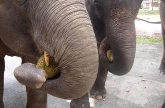 Durian Tahi Gajah, Menggelikan Namun Diburu Banyak Orang