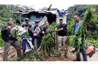 Ladang Ganja Ditemukan di Hutan Lindung