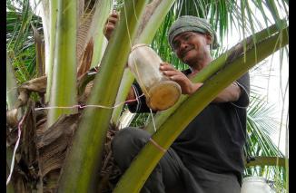Segarnya Tuak Manis Khas Lombok