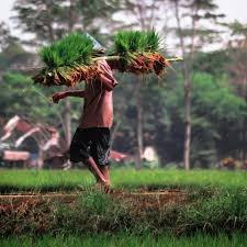 1,1 Juta Penduduk Indonesia &quot;Pensiun&quot; Jadi Petani