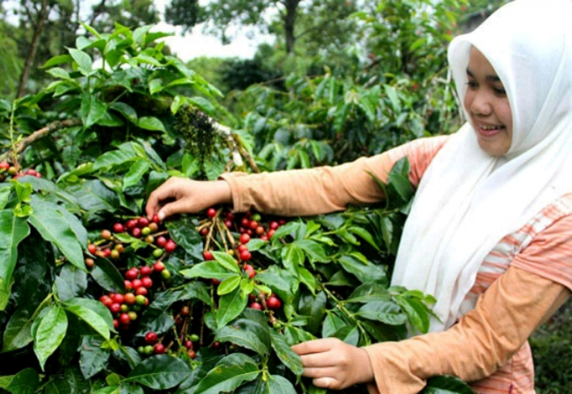 Harga Rejang Lebong Kembali Membuat Petani Tersenyum