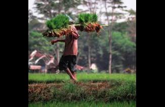 1,1 Juta Penduduk Indonesia "Pensiun" Jadi Petani