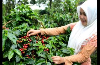 Harga Rejang Lebong Kembali Membuat Petani Tersenyum