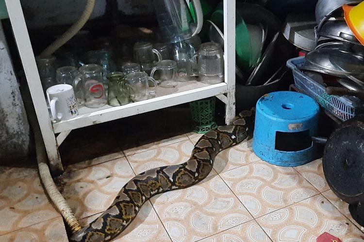 Cara Ampuh Usir Ular dari dalam Rumah