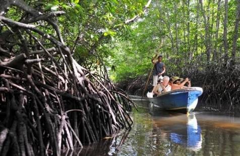 Keasrian nan Memesona Hutan Mangrove Pangkal Babu