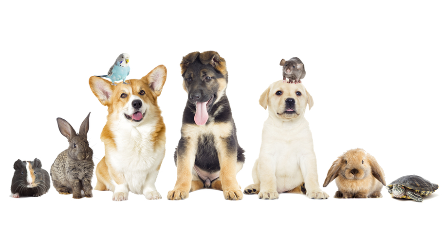 Pemilik Hewan Peliharaan Wajib Install Aplikasi Android ini!