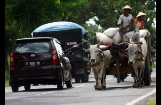 Hewan yang Pernah jadi Alat Transportasi dalam Sejarah
