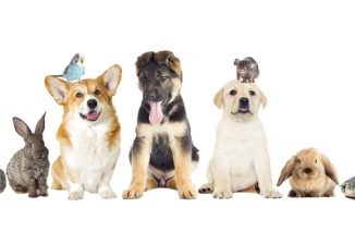 Pemilik Hewan Peliharaan Wajib Install Aplikasi Android ini!