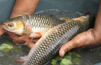 Ikan Lokal Asli Indonesia yang Kian Langka & Perlu Dibudidayakan