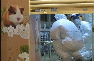 Virus Covid-19 dari Semburan Bersin Hamster