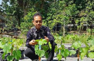 Heboh Tanaman Penghasil emas 5 Gram, Yang sangat Subur di Indonesia Jadi Incaran Asing