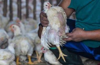 Singapura Krisis Ayam