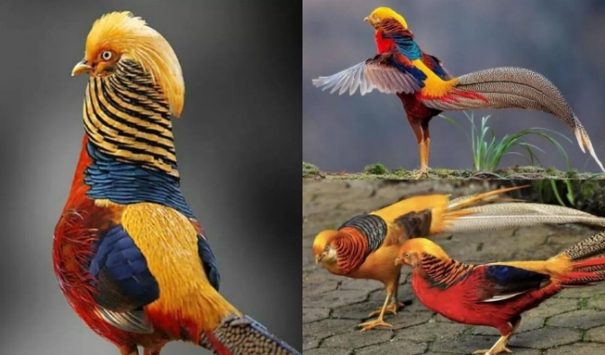 Golden Pheasant: Spesies cantik dari Pegunungan Tiongkok