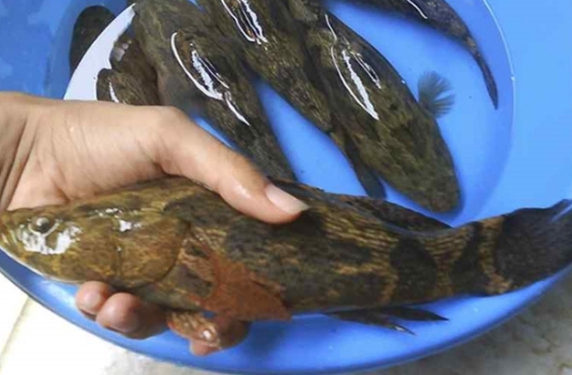 Jangan Salah, Ini Ikan Air Tawar yang Kaya Omega 3