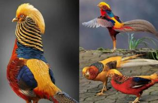 Golden Pheasant: Spesies cantik dari Pegunungan Tiongkok