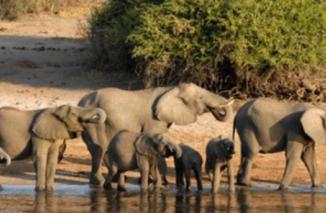 Atasi Kelaparan, Namibia akan Potong & Bagikan Kepada Masyarakat 