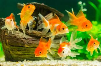 10 Ikan Air Tawar Cantik Penghias Aquarium 