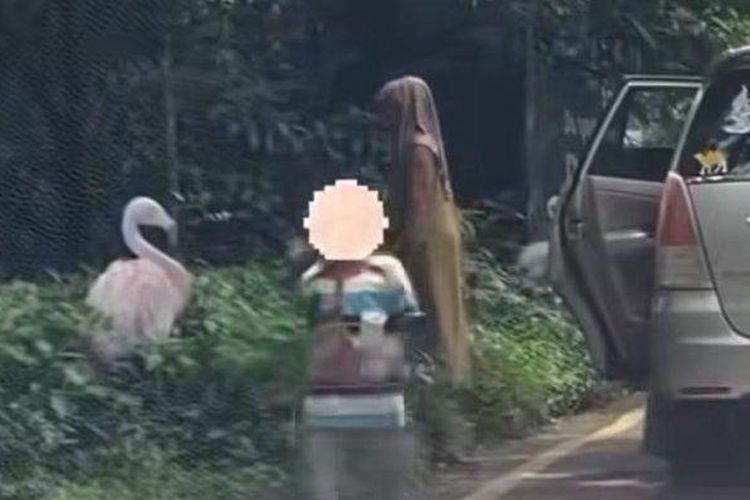 Satu Keluarga Masuk &quot;Black List&quot; Taman Safari Buntut Turun dari Mobil di Area Terlarang