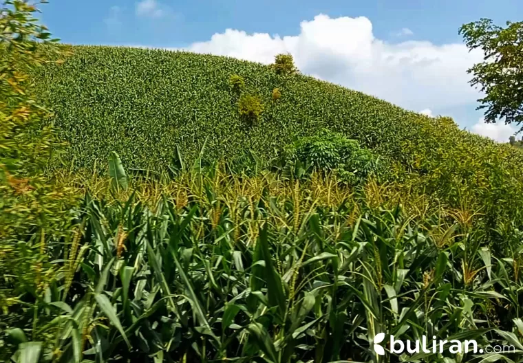 Jagung, tanaman musiman yang sudah sejak lama ditanam dikawasan Perhutanan Sosial di bukit Alaska desa Genengsari Kecamatan Toroh, Kabupaten Grobogan.