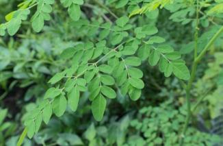 Daun Kelor Pohon Ajaib, Kaya Nutrisi dan Manfaatnya Bagi Kesehatan