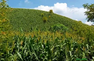 Jagung, tanaman musiman yang sudah sejak lama ditanam dikawasan Perhutanan Sosial di bukit Alaska desa Genengsari Kecamatan Toroh, Kabupaten Grobogan.