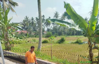 Irigasi utama alias Tali Bandar untuk mengairi sawah masyarakat putus akibat tanah longsor