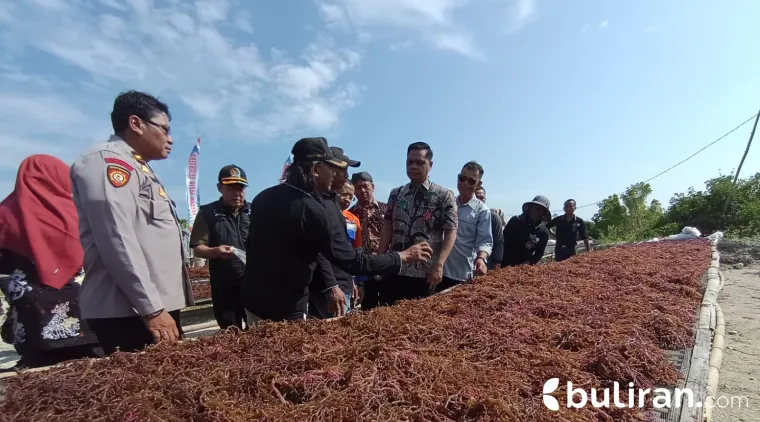 Bupati Jepara Witiarso Utomo dan Ketua DPRD Jepara hadir di panen raya rumput laut di pesisir Bondo, Jepara.