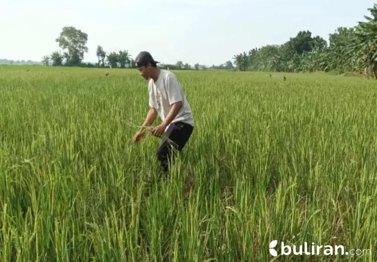 Salah satu petani penanam padi di Desa Sugiharjo, Kecamatan Pati, sedang berupaya membasmi hama.