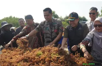 Bupati Jepara Witiarso Utomo dan Ketua DPRD Jepara hadir di panen raya rumput laut di pesisir Bondo, Jepara