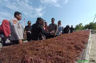 Bupati Jepara Witiarso Utomo dan Ketua DPRD Jepara hadir di panen raya rumput laut di pesisir Bondo, Jepara.