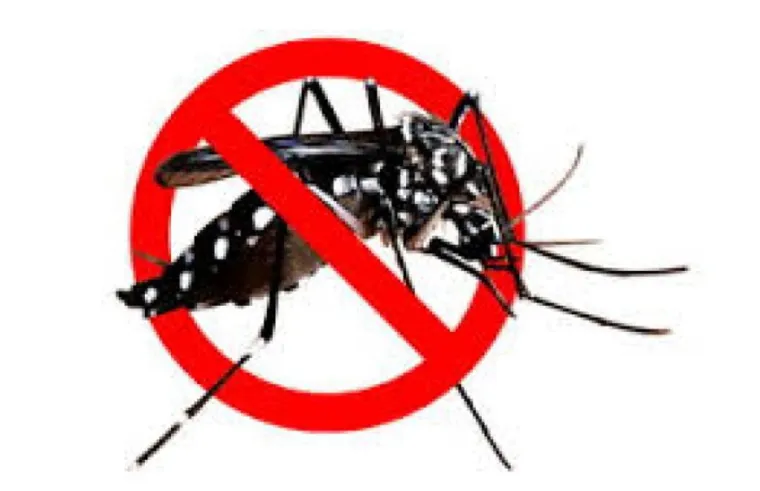 Ilustrasi nyamuk Aedes aegypti.