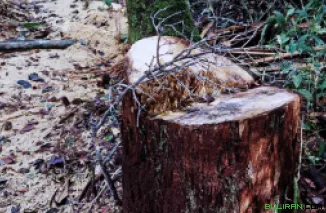 JPIK Temukan Dugaan Pembalakan Liar Dalam Kesatuan Hidrologis Gambut (KHG), BKSDA : Tidak Ada Rekomendasi Penerbitan Dokumen Untuk Kayu Ramin Kalimantan Tengah