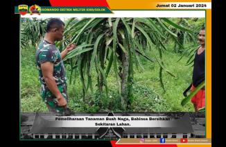 Pemeliharaan Tanaman Buah Naga, Babinsa Bersihkan Sekitaran Lahan