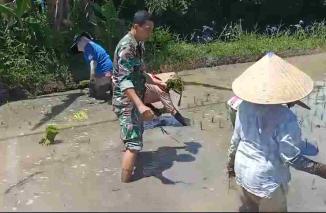 Babinsa Posramil 0825-22/Licin bantu petani tanam bibit padi
