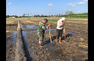 Babinsa Buluagung Bantu Warga Tanam Padi Sistem Gejik Untuk Minimalisasi Biaya Operasional