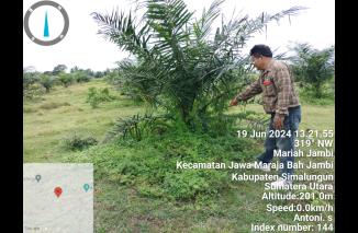 Diduga Anggaran Pemeliharaan Masuk Kantong ,TBM Milik PTPN IV Regional II Unit Bah Jambi masuk Hidup segan mati tak mau