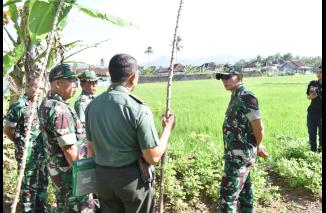 Dandim 0825/Banyuwangi Laksanakan Peninjauan Hanpangan Tanaman Padi Di Kalibaru