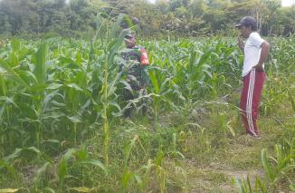 Babinsa Sukorejo Dampingi Petani Mengecek Perkembangan Tanaman Jagung